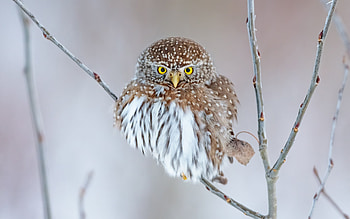 Owl, branch, animal, bird HD wallpaper