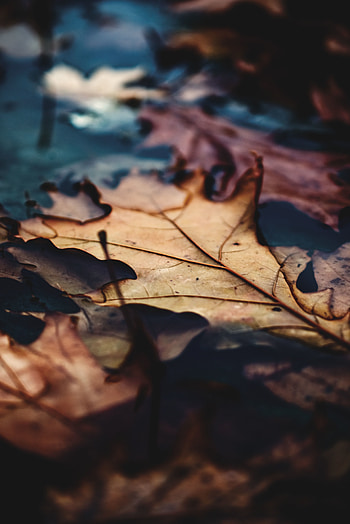 Close up, dry leaf, autumn HD phone wallpaper