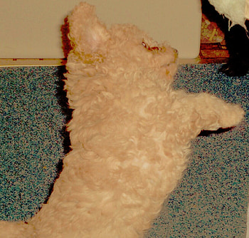 our poodle, dogs, puppies HD wallpaper