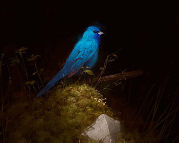 The only truth, blue, black, bird, art, ignis bruno chilllow, dark, fantasy, luminos, pasari HD wallpaper