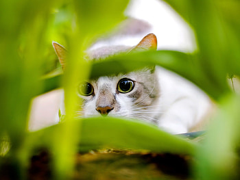 Little hunter, animal, kitten, cat, grass, feline HD wallpaper