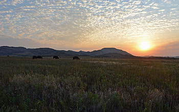 Nature, Sunset, Clouds, Shine, Light, Field, Pen, Pasture, Feathers HD wallpaper
