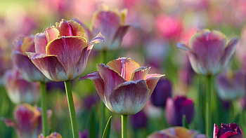 Viridiflora, Tulips HD wallpaper