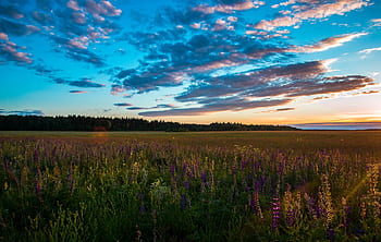 A stunning sunset over a wildflower meadow in Belarus, showcasing vibrant colors and natural beauty. HD wallpaper