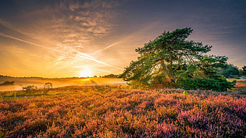 Sunrise at heathlands in The Netherlands, mist, landscape, trees, sky, sun HD wallpaper