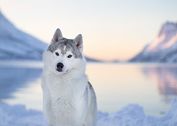 Siberian Husky, session, Commercial graphy, Tuss u0026 Tass HD wallpaper