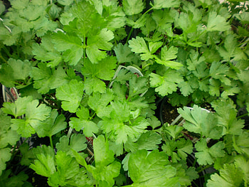 Parsley herb, Fresh and fragrant, Culinary delight, Versatile ingredient HD wallpaper