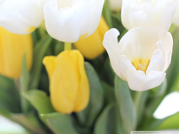 Shine of Spring, sunshine, white, garden, beautiful, wonderful, tulips, light, bright, green, yellow, shine, nature, flowers HD wallpaper