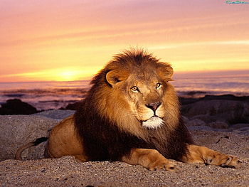 Animals, Lions HD wallpaper