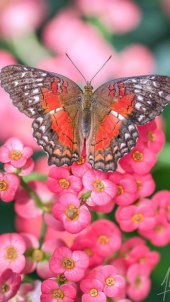 Butterfly, Red Butterfly HD phone wallpaper