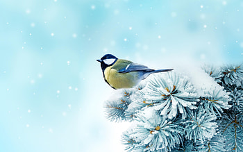 Great tit, Birds HD wallpaper