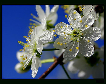 blossom, white, spring, dew HD wallpaper