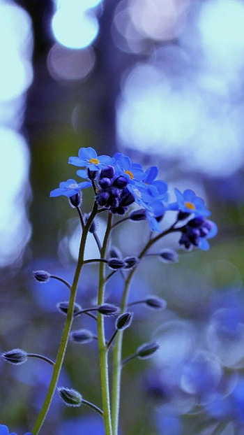 Blue Flowers, Neon Blue, Flowers HD phone wallpaper