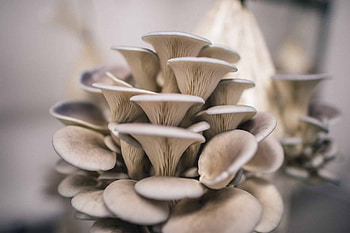 Mushroom cultivation, Oyster variety, Step-by-step guide, Sustainable farming HD wallpaper