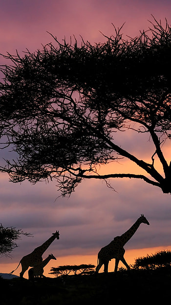 Serengeti National Park, African safari sunset, Tanzania Windows spotlight, Dramatic landscapes HD phone wallpaper