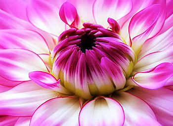 pink dahlia, colorful, pink, plants, dahlia, nature, flowers, lovely, nice HD wallpaper