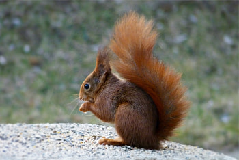 Animals, Squirrel, Rock, Sit, Fluffy, Stone, Tail HD wallpaper