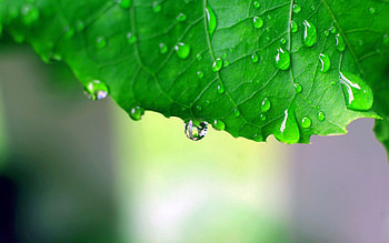 Drops, Macro, Lines, Sheet, Leaf, Carved HD wallpaper