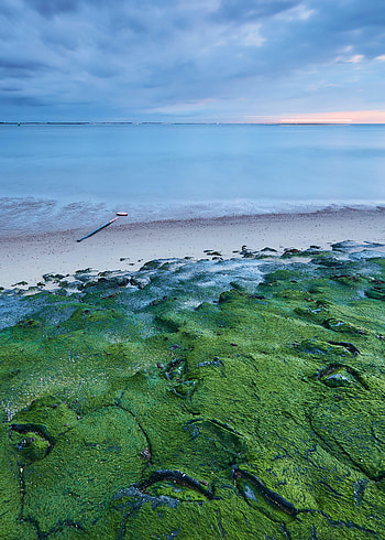 Nature, Sea, Horizon, Coast, Moss HD phone wallpaper
