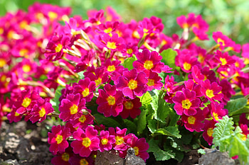 Beautiful Pink Primula Flowers, Flowers, Nature, Gardens, Pink HD wallpaper