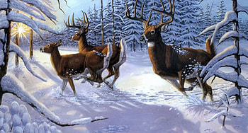 Reindeer, xmas, snow, christmas HD wallpaper