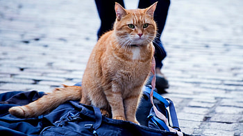 A Street Cat Named Bob, Movies, , Backgrounds HD wallpaper