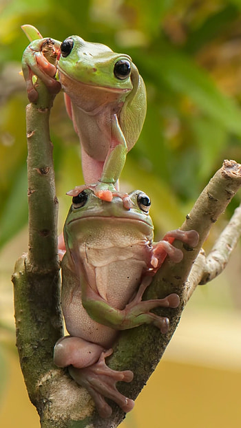 Cute Frog, Funny, Frog HD phone wallpaper