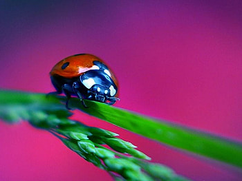 Ladybug, cool, beautiful HD wallpaper