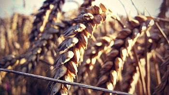 Plant, Macro, Field, Ears, Ripe, Spikes HD wallpaper