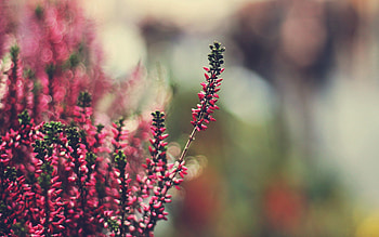 Flowers, Grass, Macro, Glare, Colourful, Colorful HD wallpaper