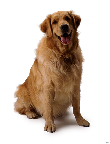 Animals, Dogs HD phone wallpaper
