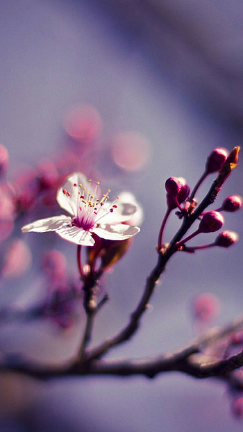 Cute spring , quality, able, Charming and adorable HD phone wallpaper