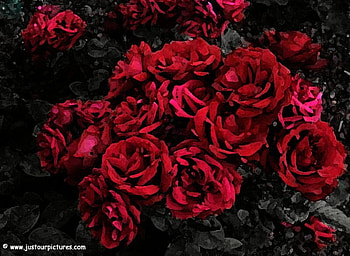 Roses for a good friend Talana, plants, roses, lovely, red HD wallpaper
