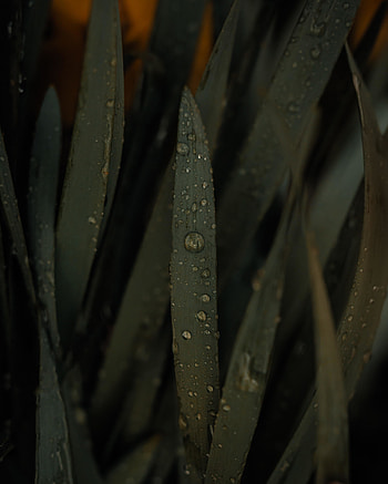 Drops on leaf, green big grass, close up HD phone wallpaper