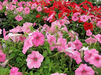 Flowers, Pink, Greens, Petunia HD wallpaper