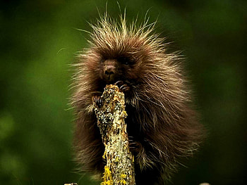 Porcupine, spines, animal, mammal HD wallpaper