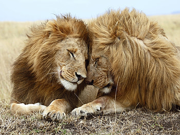 Animals, Lions HD wallpaper