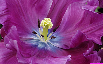 purple_tulip, pink, yelow, nature, flowers, tulips HD wallpaper