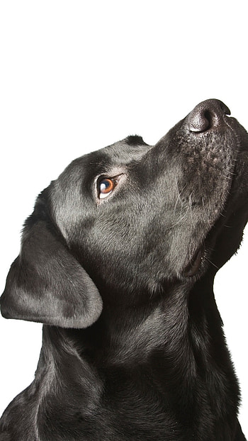 Black Dog, Labra, Black HD phone wallpaper