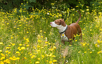 Animals, Grass, Dog, Stroll HD wallpaper