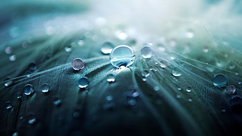 Droplets, blue, rain, leaf, water drops, dew, Firefox Persona theme HD wallpaper