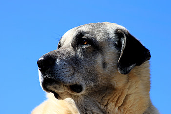 Animals, Dog, Muzzle, Kangal HD wallpaper