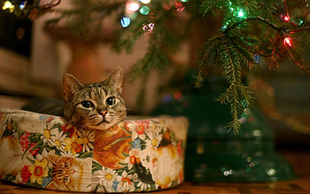 Animals, Sit, Cat, Muzzle, Christmas, Box HD wallpaper
