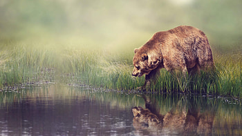 Reflection, Grizzly Bears HD wallpaper