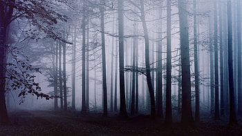 Forest landscapes, Untouched wilderness, Tranquil serenity, Captivating scenery HD wallpaper