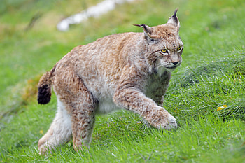Animals, Grass, Iris, Big Cat, Wildlife, Animal HD wallpaper