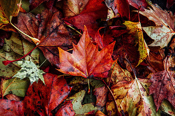 Nature, Autumn, Leaves, Dry, Fallen HD wallpaper