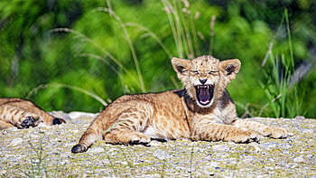 Animals, Young, Lion, Animal, Joey, Lion Cub, Zev, Throat HD wallpaper