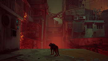 into the wild, stray, cat, straycatgame HD wallpaper