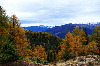 Nature, Trees, Mountains, Autumn, Forest HD wallpaper